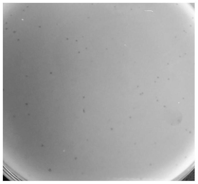 Broad-spectrum escherichia coli phage and application thereof