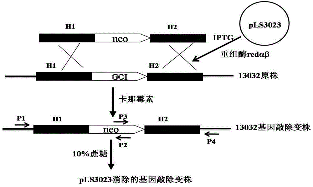 Recombineering-mediated gene knockout method of corynebacterium glutamicum ATCC 13032