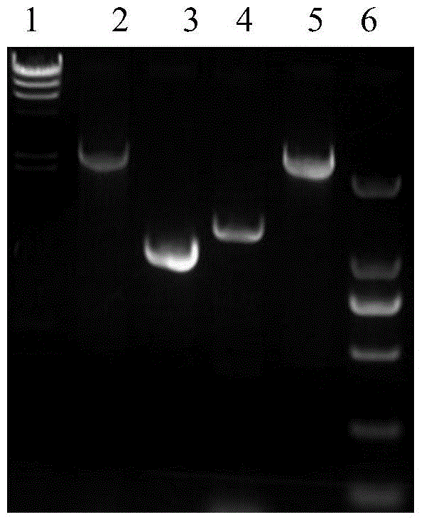 Recombineering-mediated gene knockout method of corynebacterium glutamicum ATCC 13032