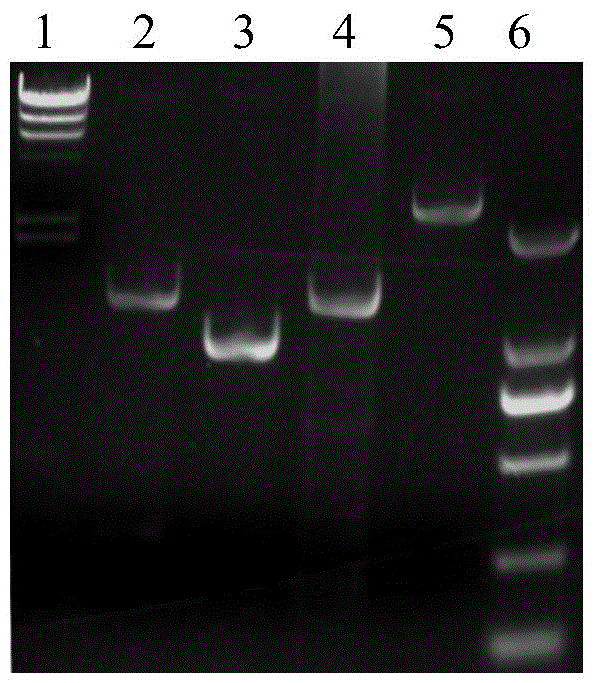 Recombineering-mediated gene knockout method of corynebacterium glutamicum ATCC 13032