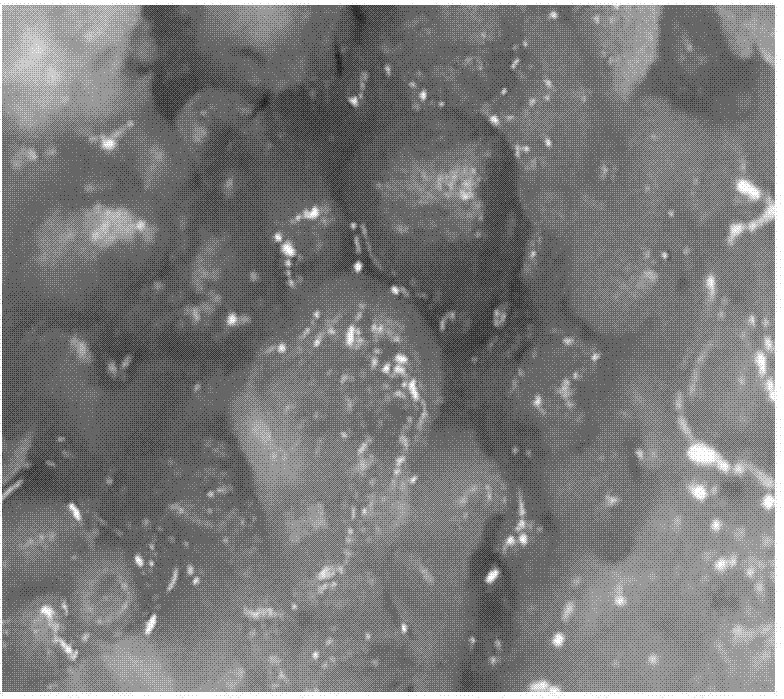 Method for obtaining African daisy regeneration plant through inducing somatic embryo