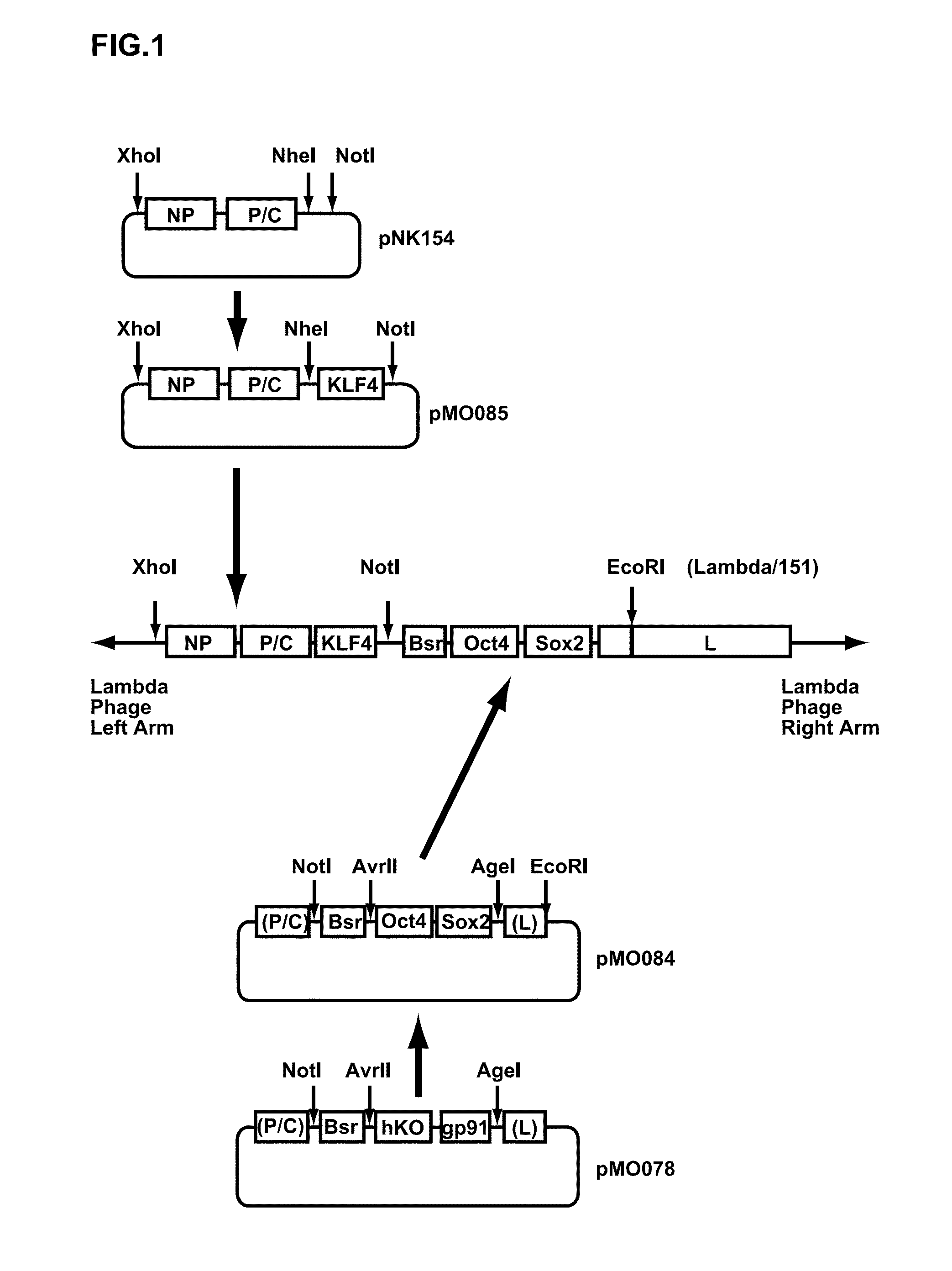 Vectors for generating pluripotent stem cells and methods of producing pluripotent stem cells using the same