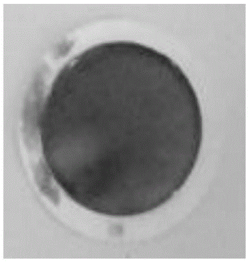 A kind of cellulose nanocrystal/graphene composite color film and its rapid preparation method