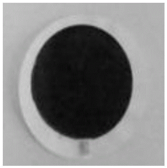 A kind of cellulose nanocrystal/graphene composite color film and its rapid preparation method