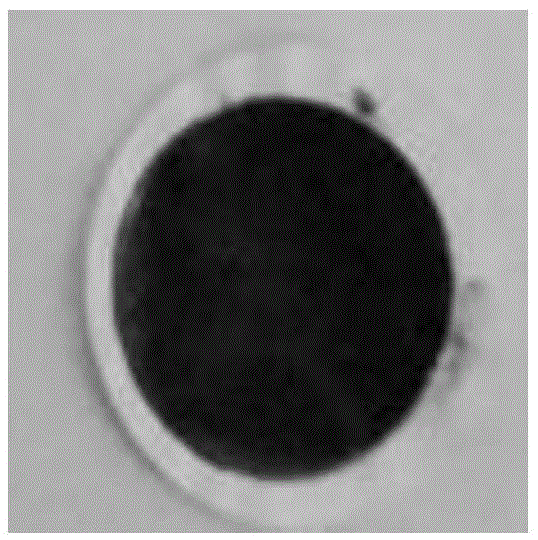 A kind of cellulose nanocrystal/graphene composite color film and its rapid preparation method