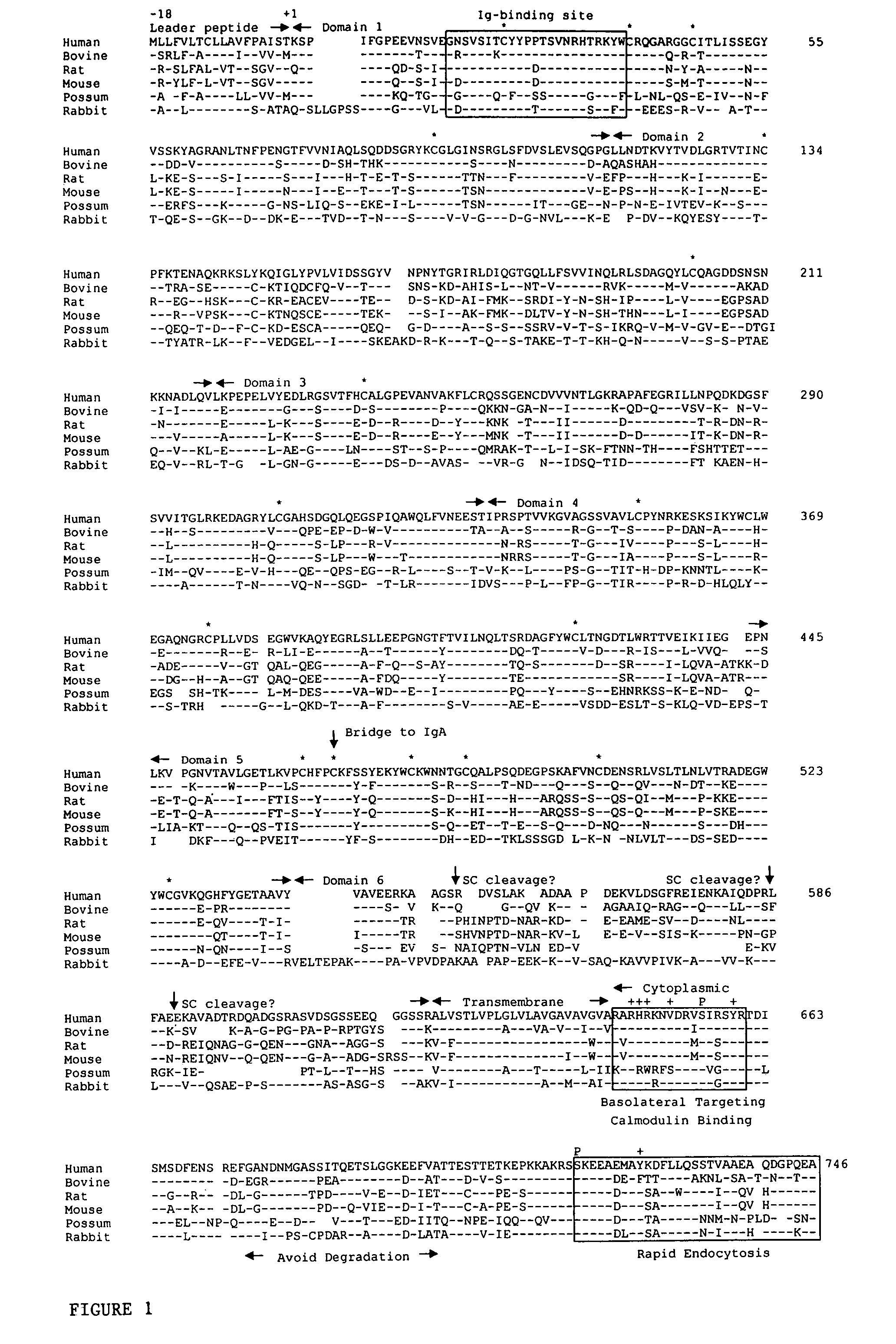 Methods of targeting agents to cells expressing the polymeric immunoglobulin receptor