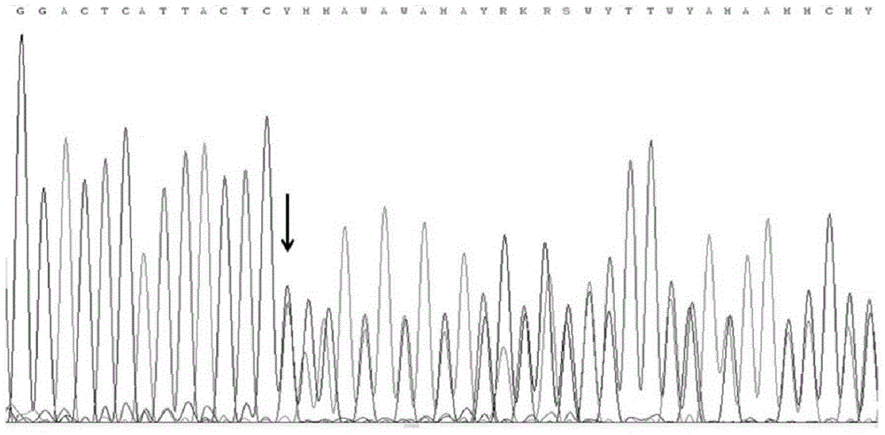 Method and primer for detecting mutation sites of all exon sequences of human BRCA1 and BRCA2 genes