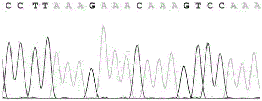 Method and primer for detecting mutation sites of all exon sequences of human BRCA1 and BRCA2 genes