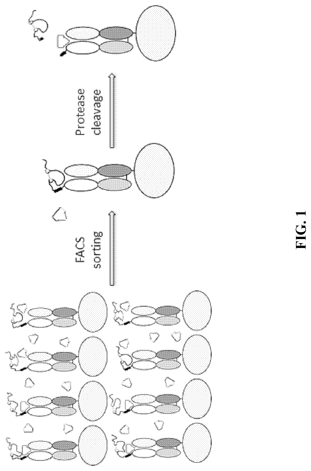 Activatable antibodies and methods of making and using thereof