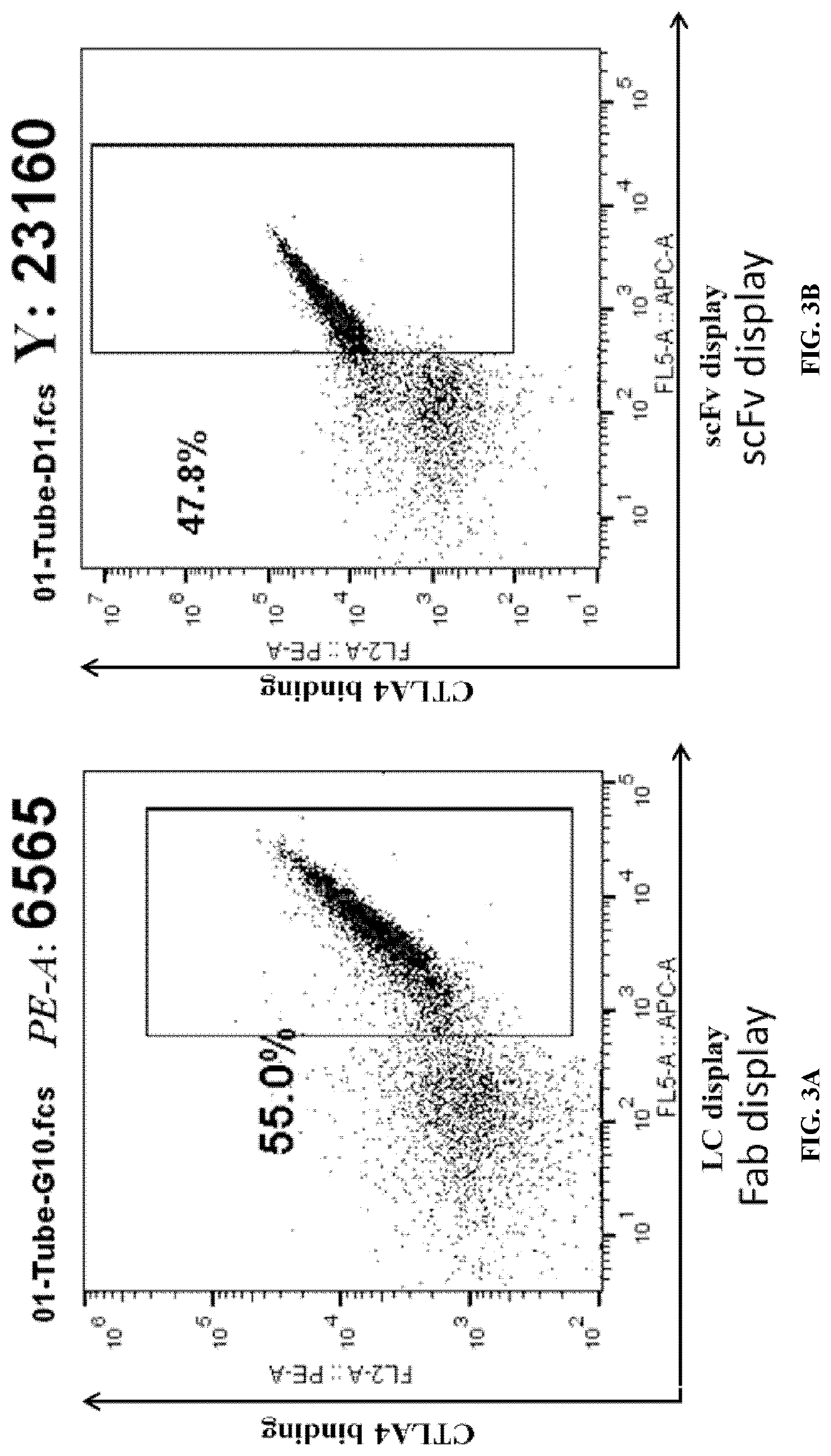 Activatable antibodies and methods of making and using thereof