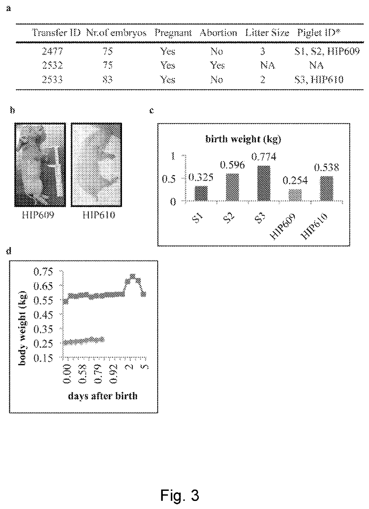 Pig model for diabetes