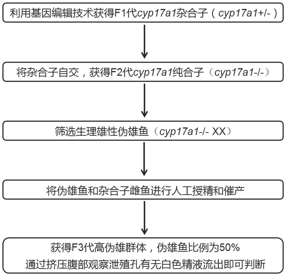 Breeding method for obtaining XX/XY sex-determined pseudo male fish parents on large scale and application thereof