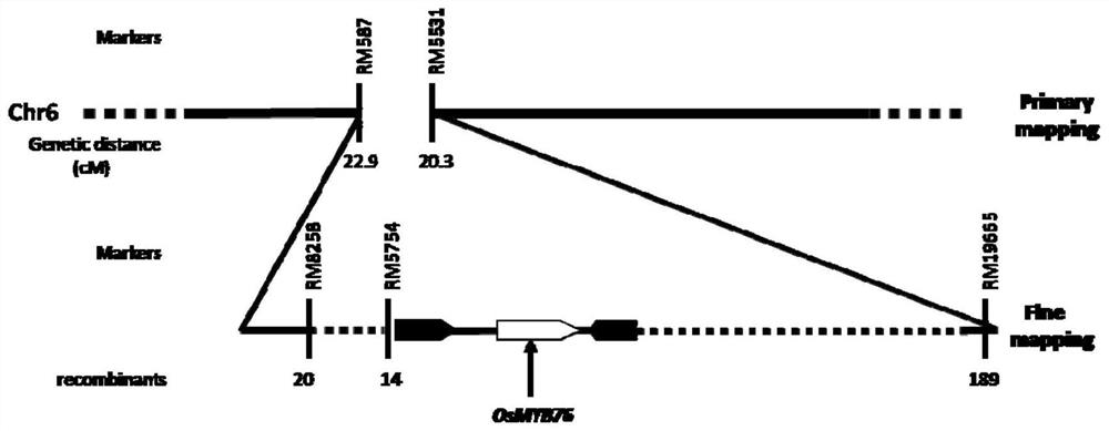 Application and Realization of Rice Bleeding Purple Line Gene osmyb76