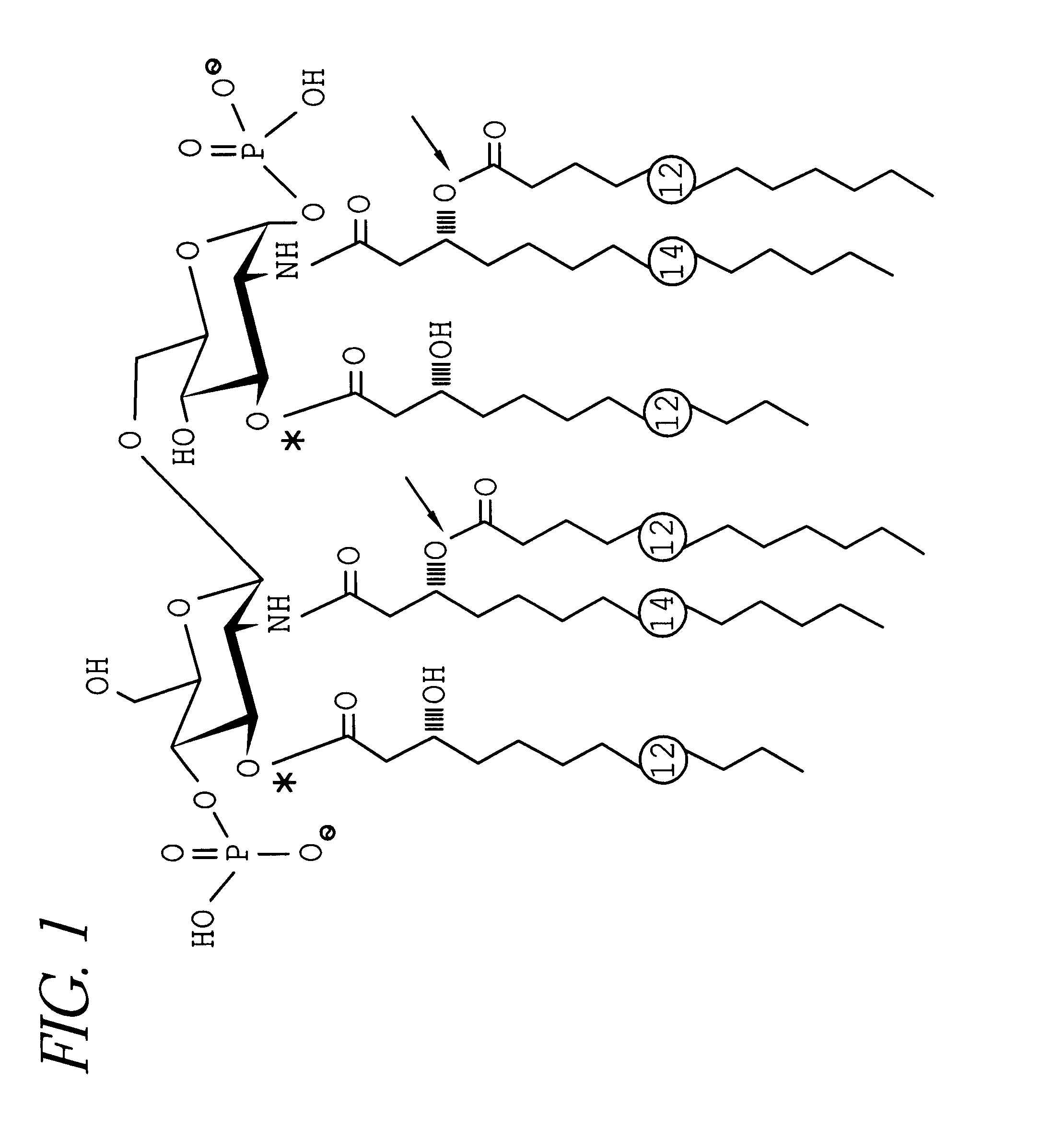 Conjugate vaccine for Neisseria meningitidis