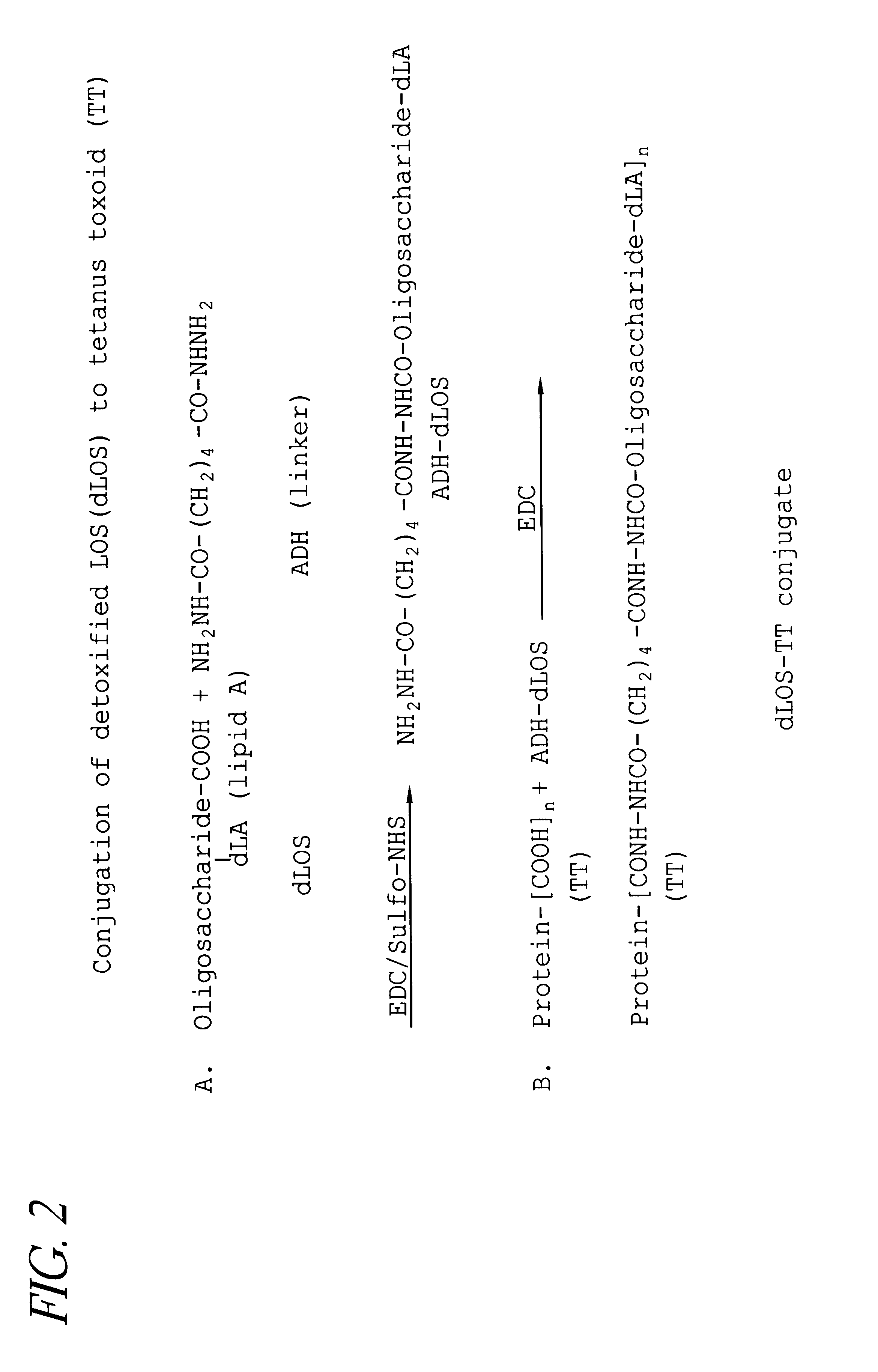 Conjugate vaccine for Neisseria meningitidis