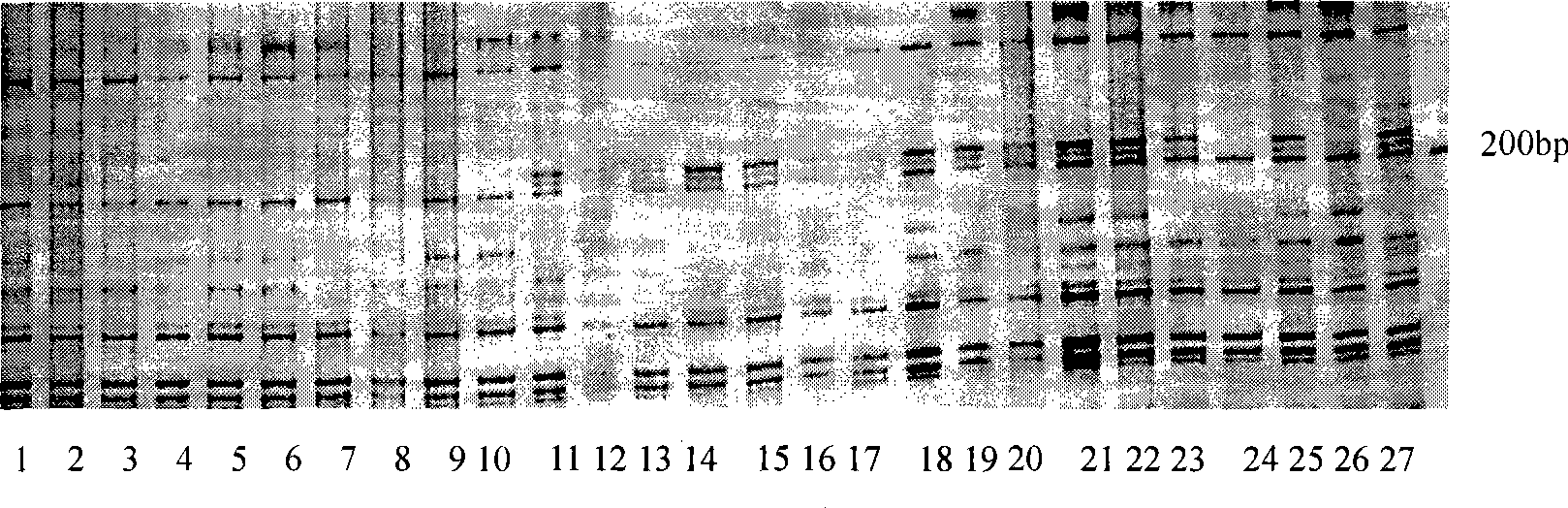 Molecule marking method for gene locus for preventing mycosphaerella melonis of muskmelon