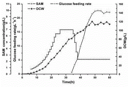 Method for raising S-adenosyl-L-methionine production level by saccharomyces cerevisiae metabolic engineering