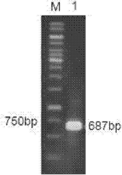 Alkalic xylanase gene and engineering bacterium containing same