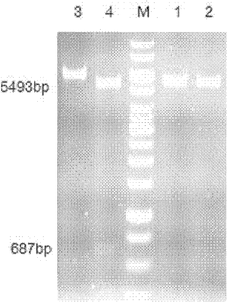 Alkalic xylanase gene and engineering bacterium containing same