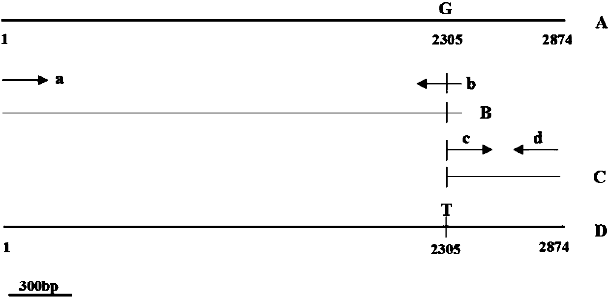 Application of oxathiapiprolin resistant gene RORP1 as selection marker during oomycetes conversion