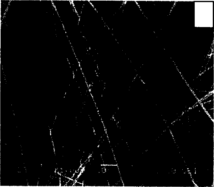 Process for preparing silicon carbide crystal whisker