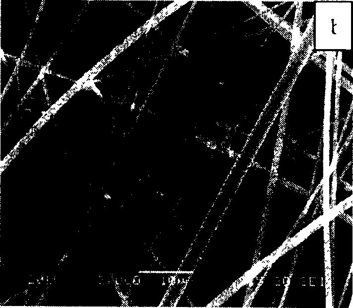 Process for preparing silicon carbide crystal whisker