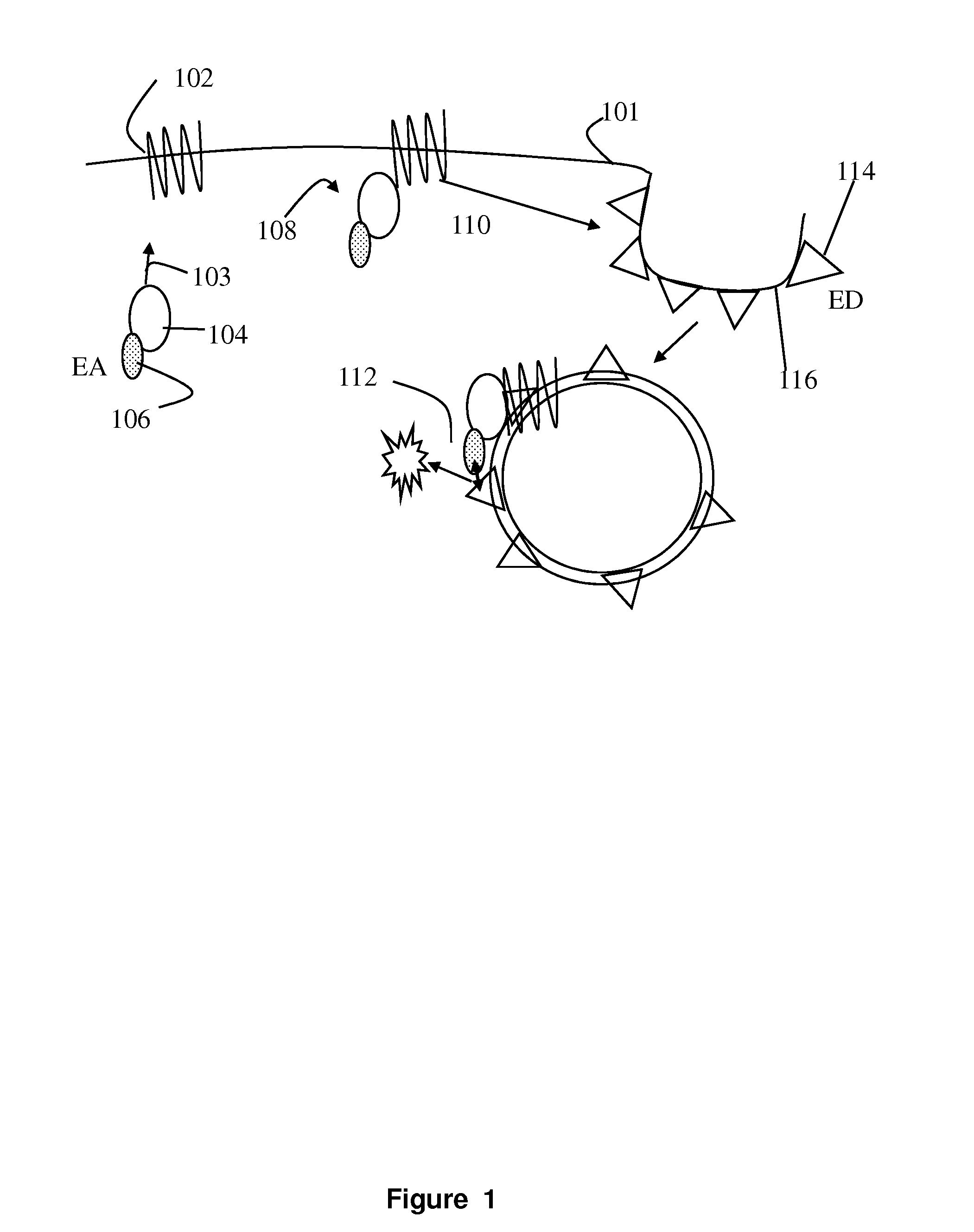 Wild-Type Receptor Assays