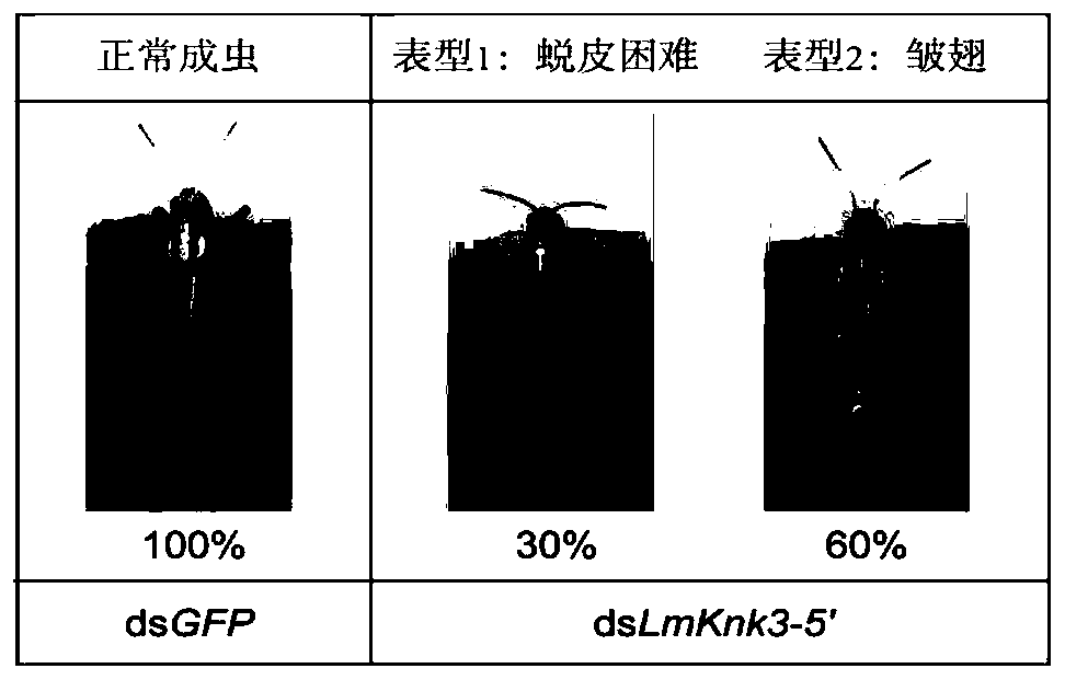 Application of migratory locust Knickkopf 3-5' gene dsRNA in pest control