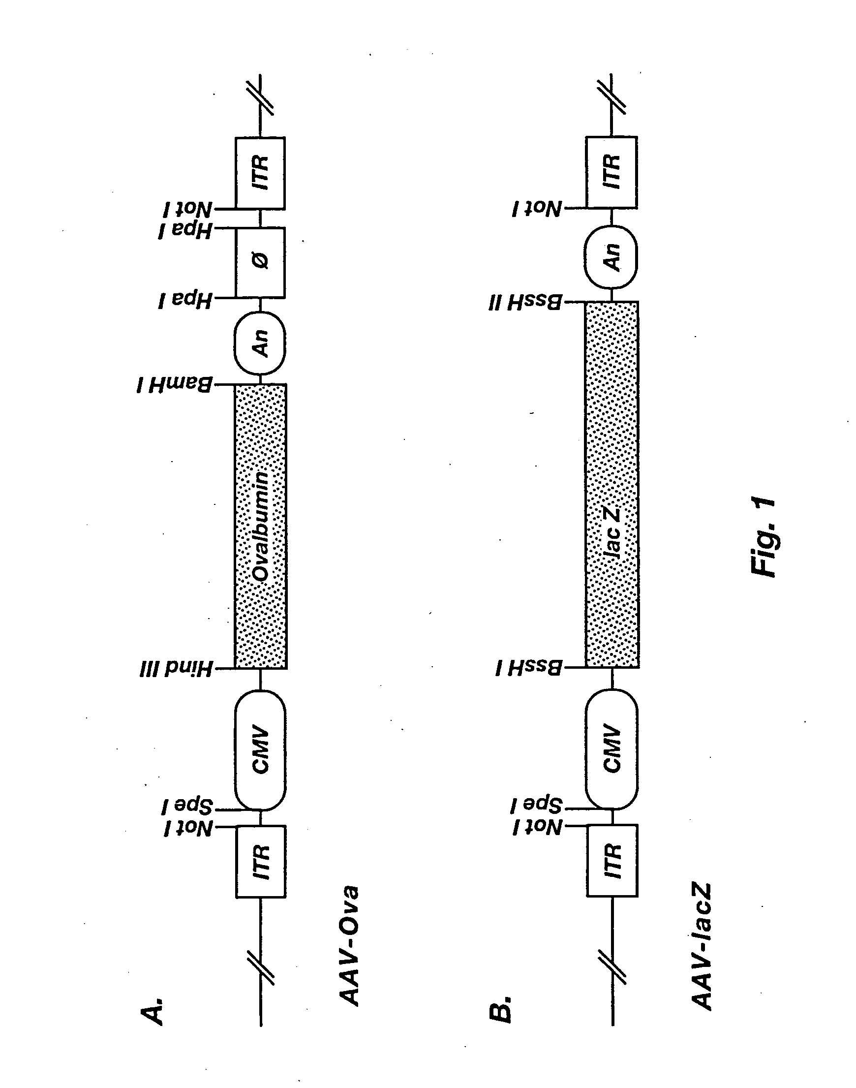 Induction of immune response to antigens expressed by recombinant adeno-associated virus