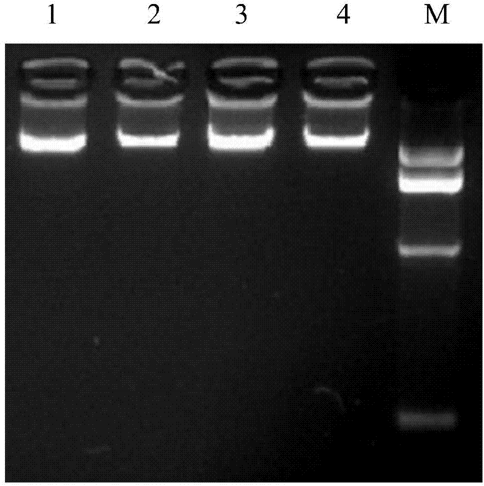 RFLP method and kit for detecting SNP locus of MEF2C gene of cattle