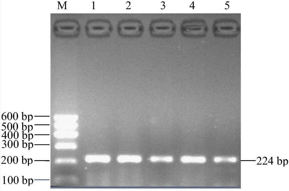 RFLP method and kit for detecting SNP locus of MEF2C gene of cattle