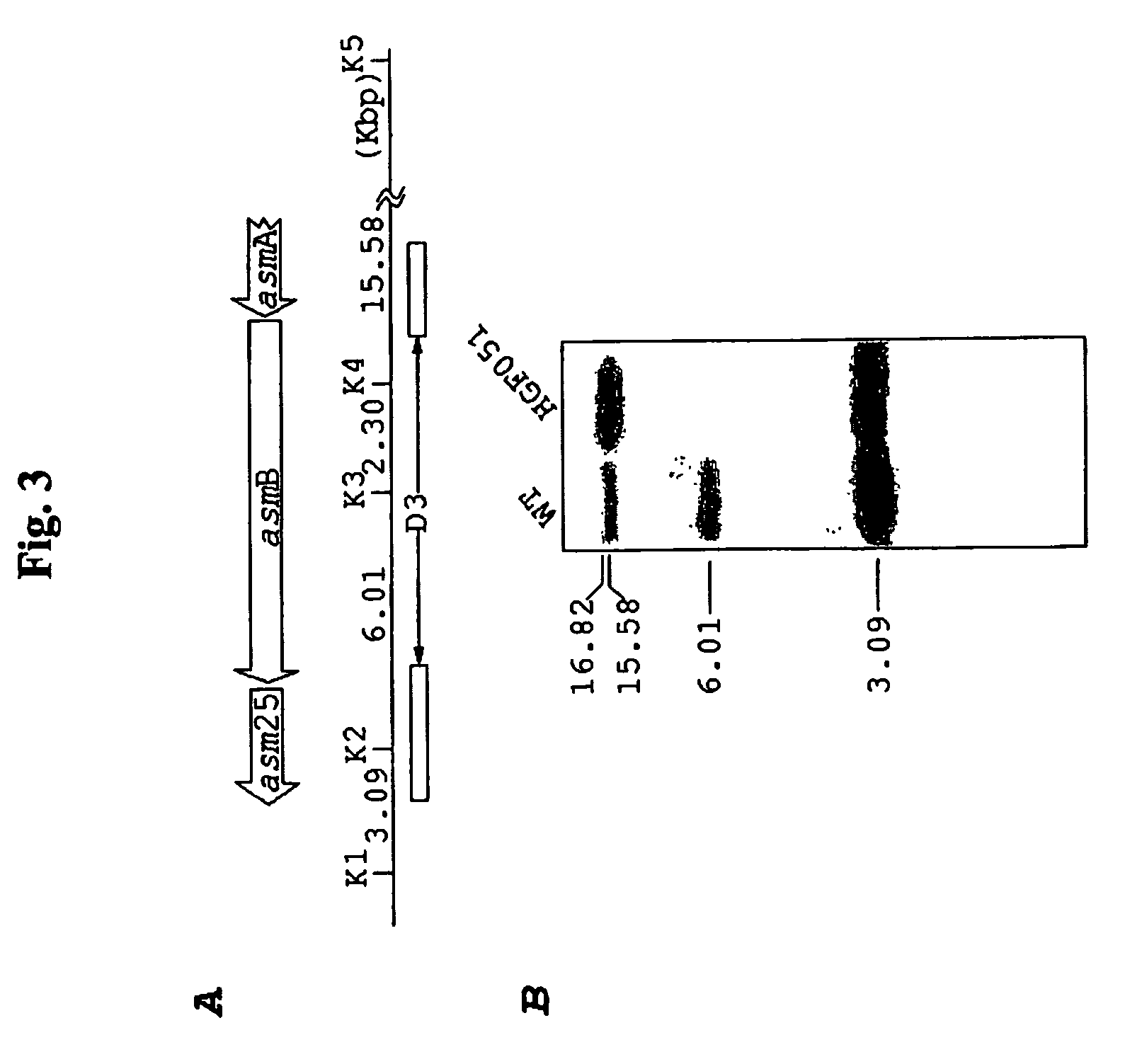 Biosynthetic gene cluster for the maytansinoid antitumor agent ansamitocin