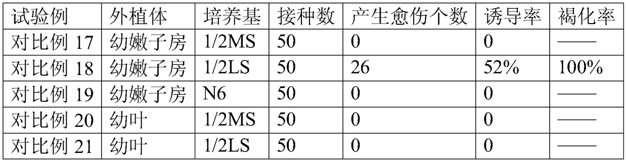 Induction method of cymbidium ensifolium callus