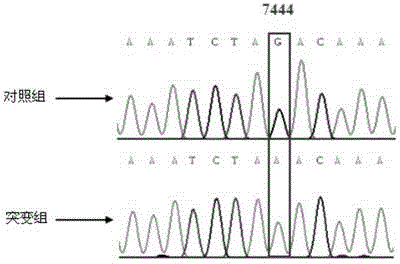 Non-syndromic hearing loss related mitochondria tRNA &lt;Ser(UCN)&gt; 7444G&gt;A mutation detection method and application thereof