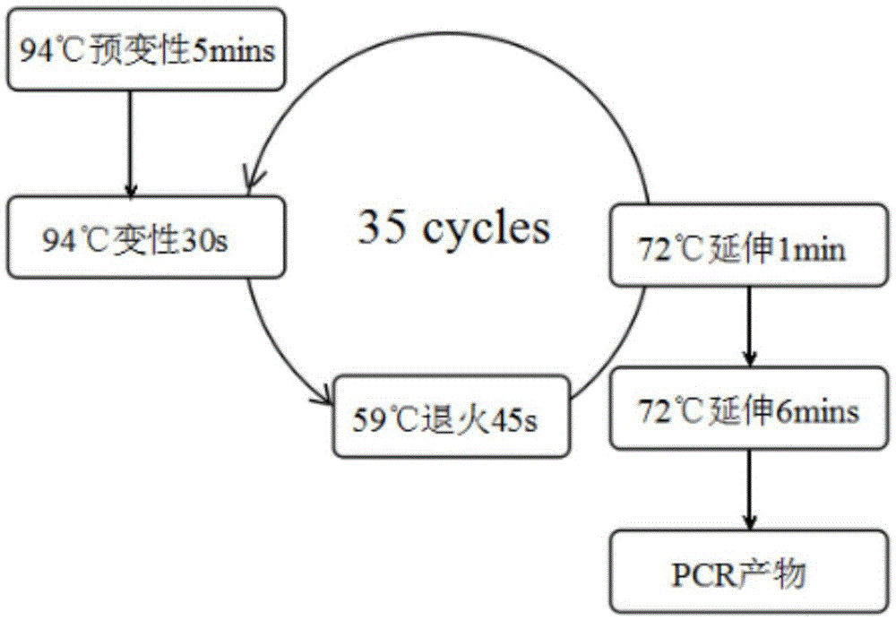 Non-syndromic hearing loss related mitochondria tRNA &lt;Ser(UCN)&gt; 7444G&gt;A mutation detection method and application thereof