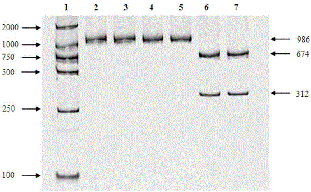 Non-syndromic hearing loss related mitochondria tRNA &lt;Ser(UCN)&gt; 7444G&gt;A mutation detection method and application thereof