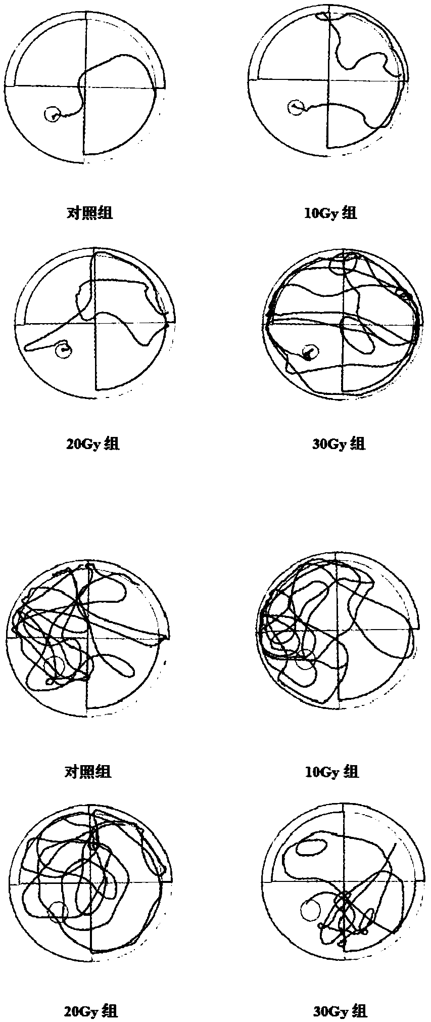 Method for establishing cognitive function injury rat animal model