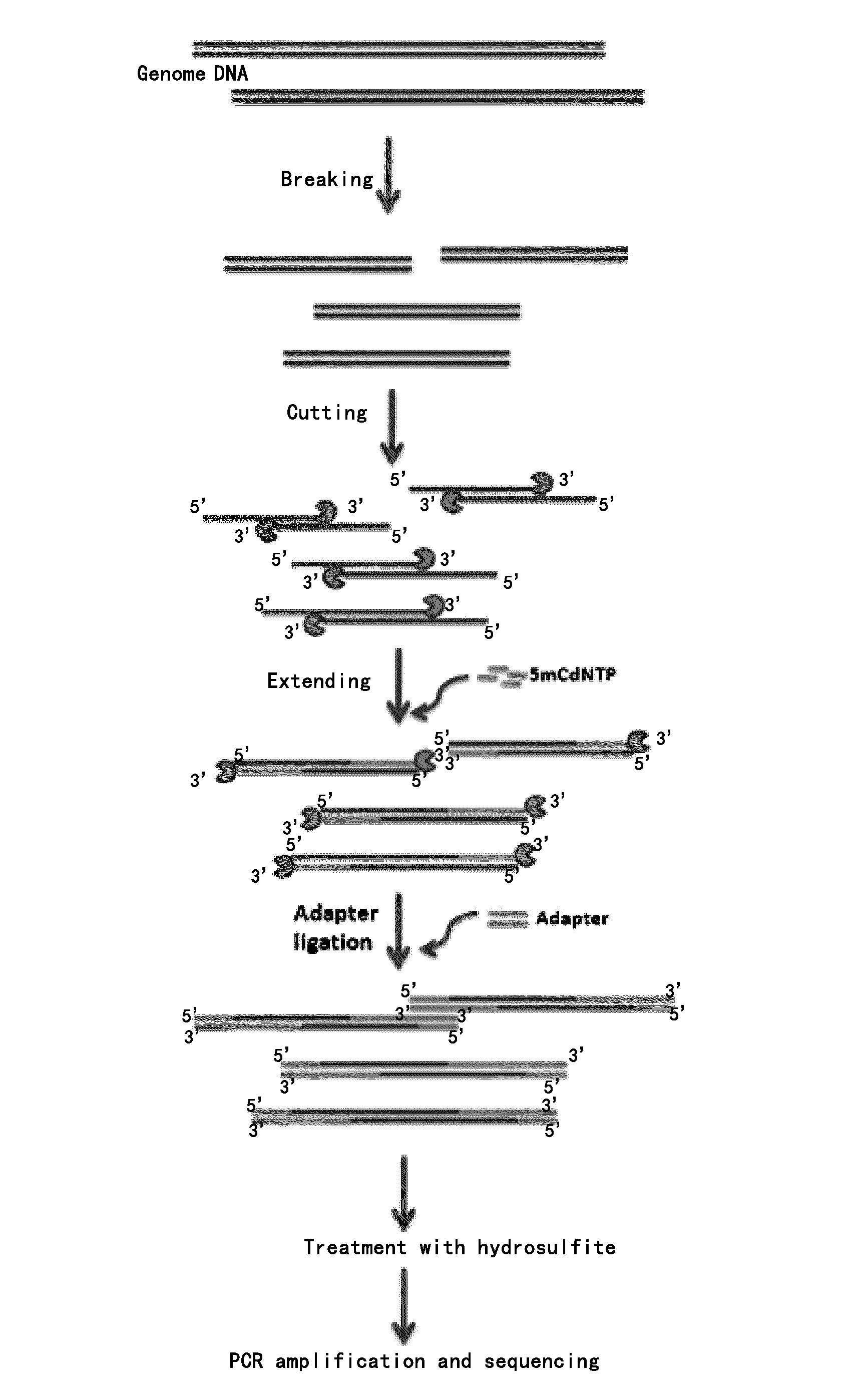 Targeted sequencing technique for whole genome DNA methylation