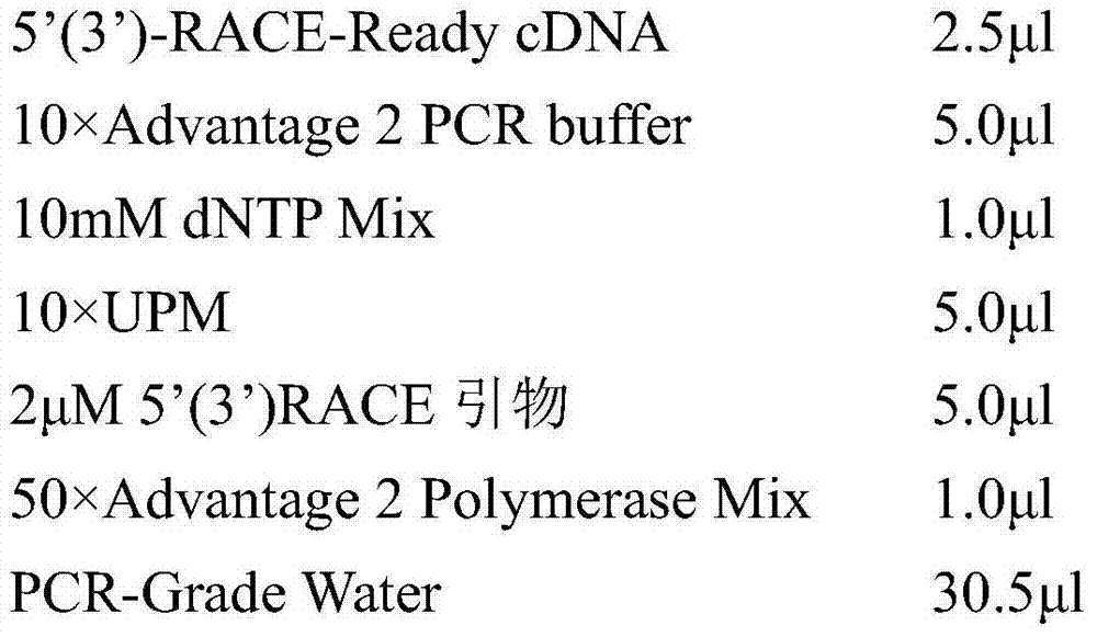 SNP locus related to growth characteristics of patinopecten yessoensis and detection and application thereof