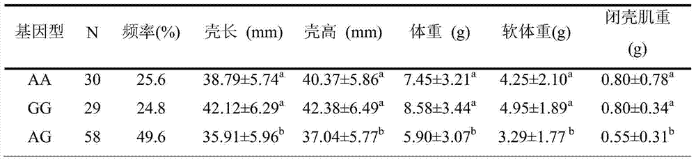 SNP locus related to growth characteristics of patinopecten yessoensis and detection and application thereof