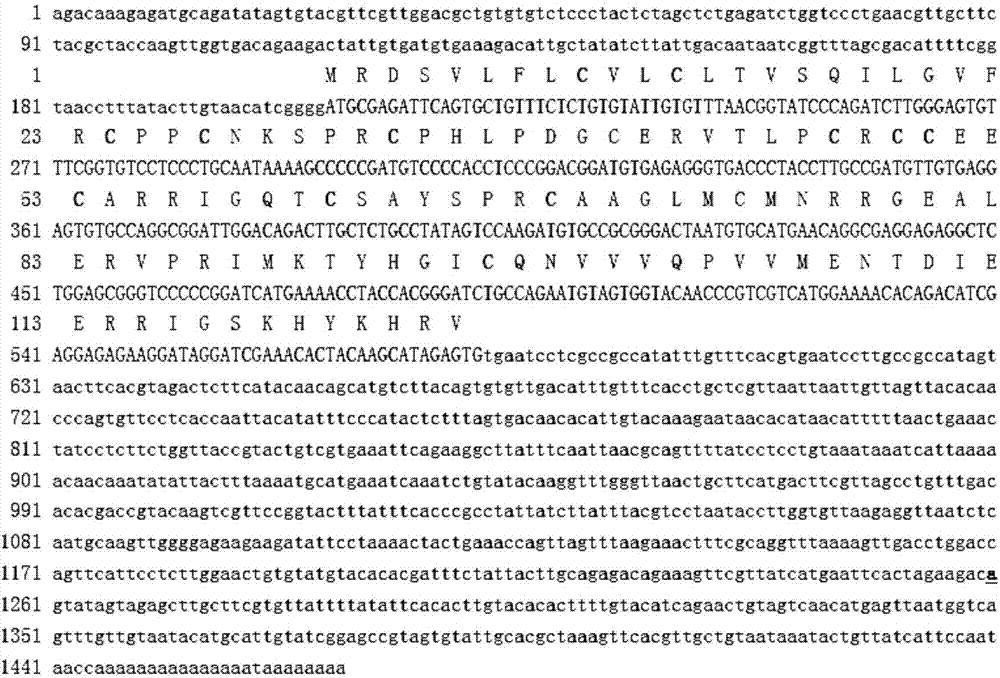 SNP locus related to growth characteristics of patinopecten yessoensis and detection and application thereof