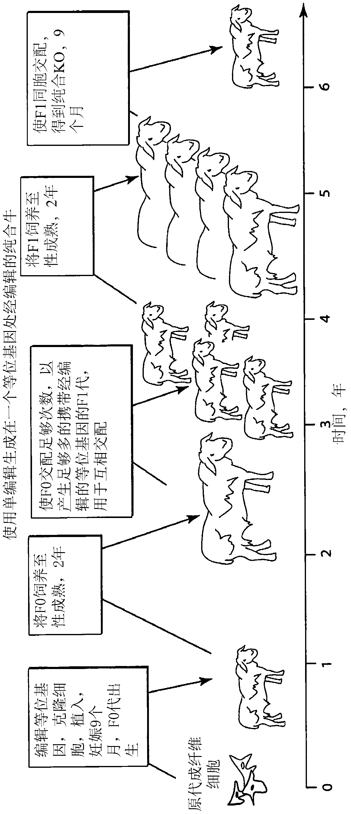 Engineering of humanized by geneti complementation