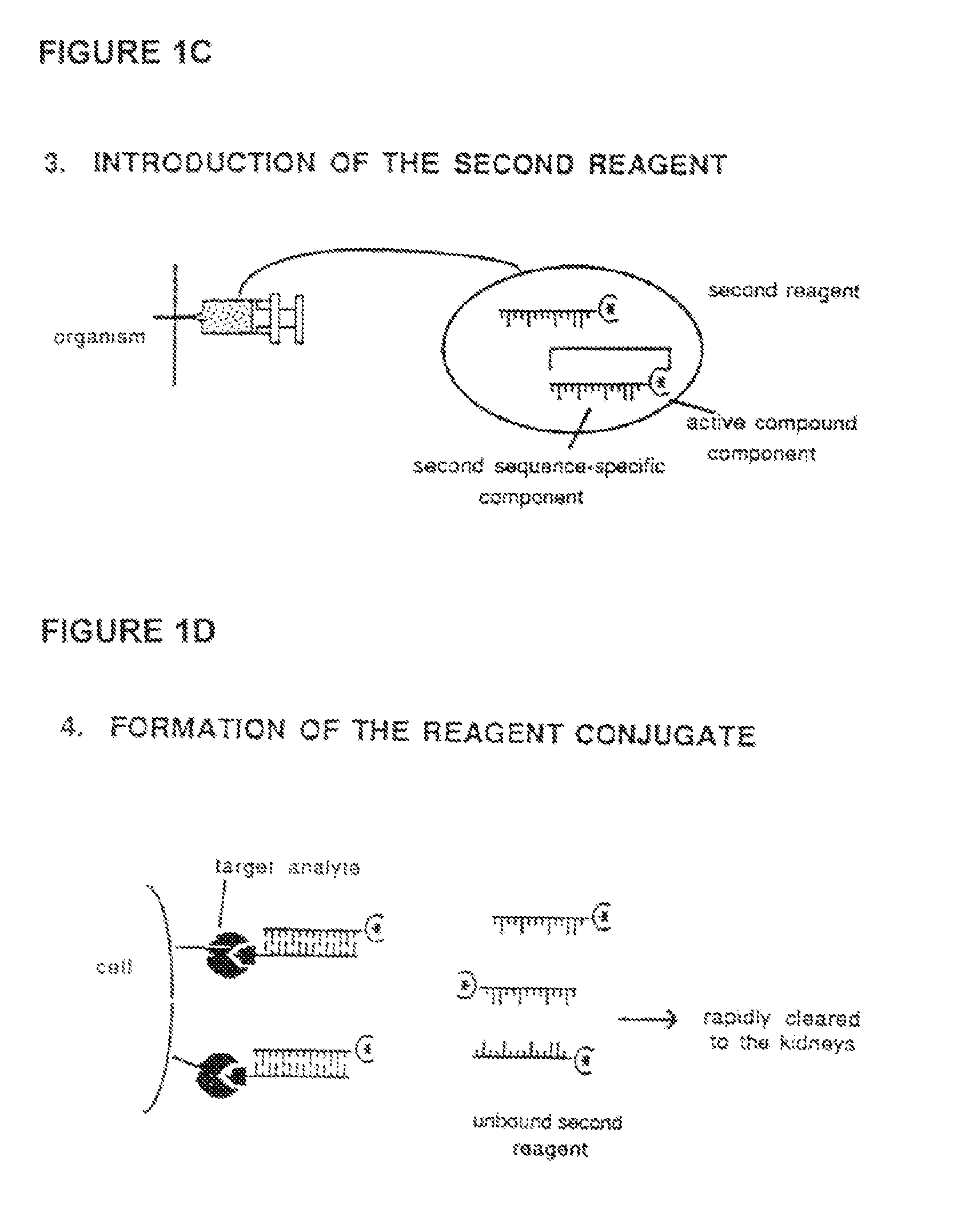 Method for in vivo delivery of active compounds using reagent conjugate