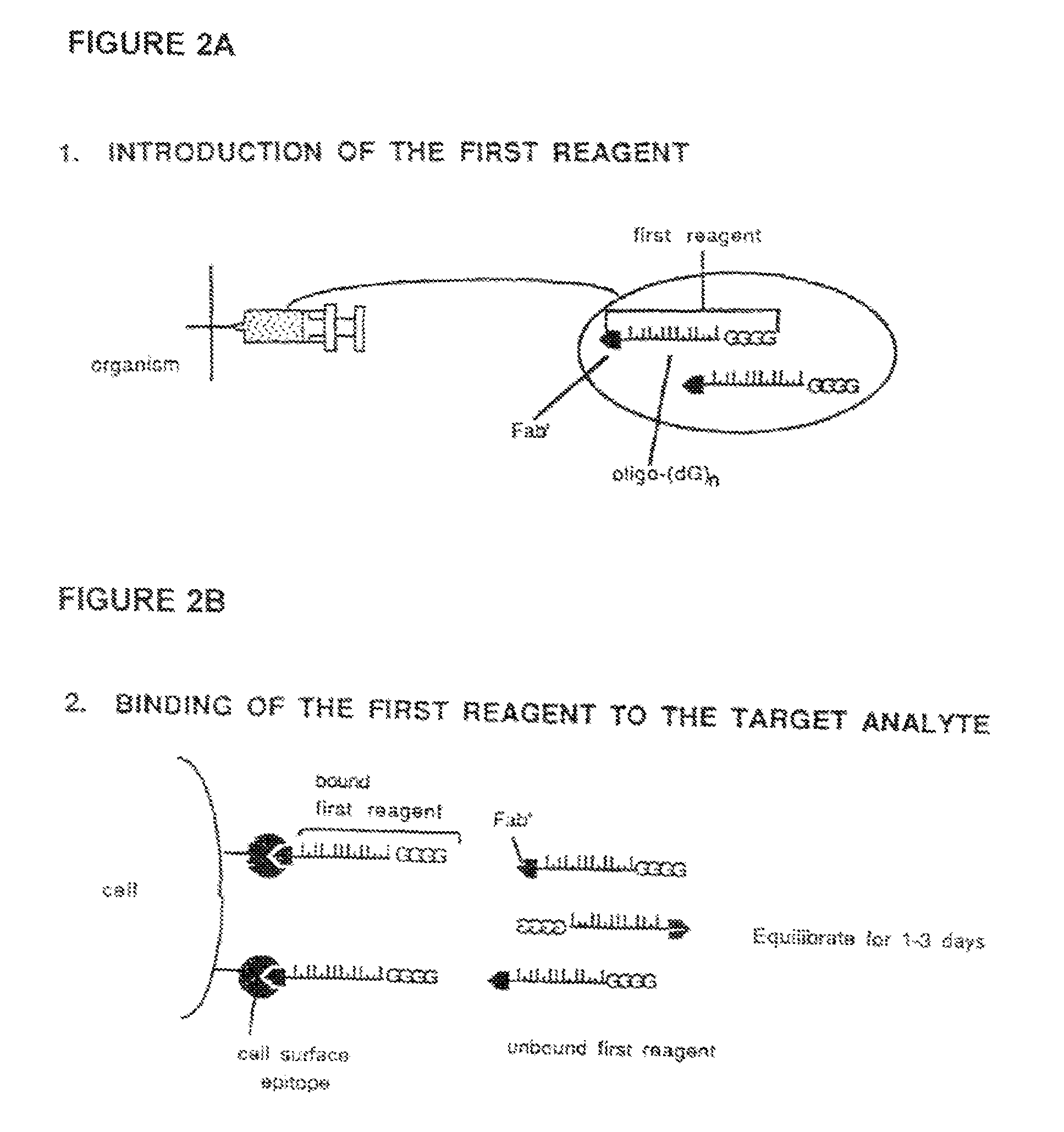 Method for in vivo delivery of active compounds using reagent conjugate