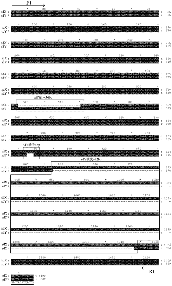 Y-chromosome specific molecular marker of Nile tilapia, and genetic sex determination method and supermale producing method both based on molecular marker