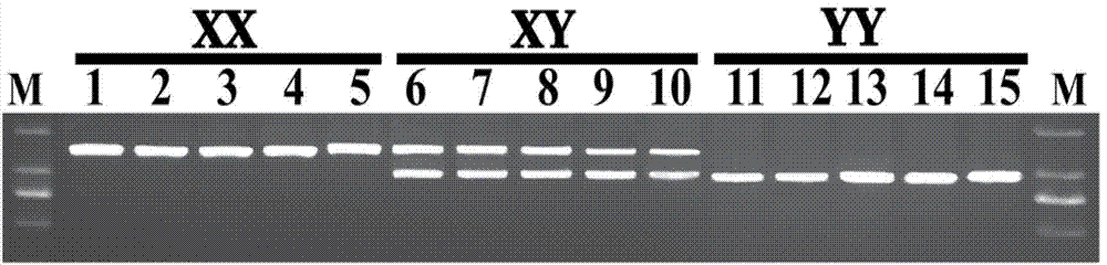 Y-chromosome specific molecular marker of Nile tilapia, and genetic sex determination method and supermale producing method both based on molecular marker