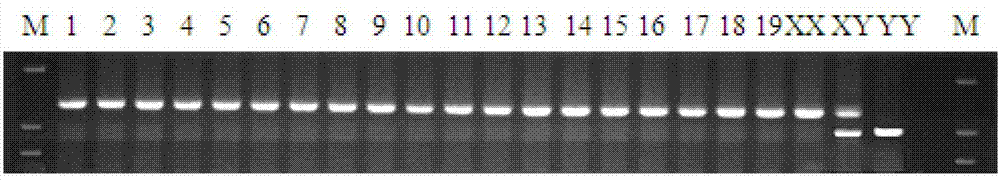 Y-chromosome specific molecular marker of Nile tilapia, and genetic sex determination method and supermale producing method both based on molecular marker