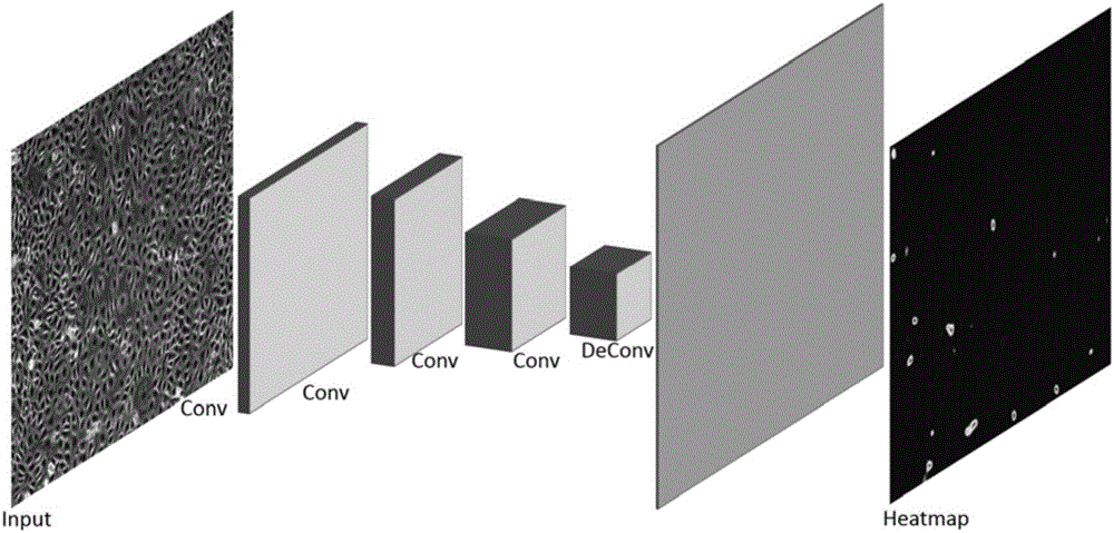 Cell division detection method based on deep learning