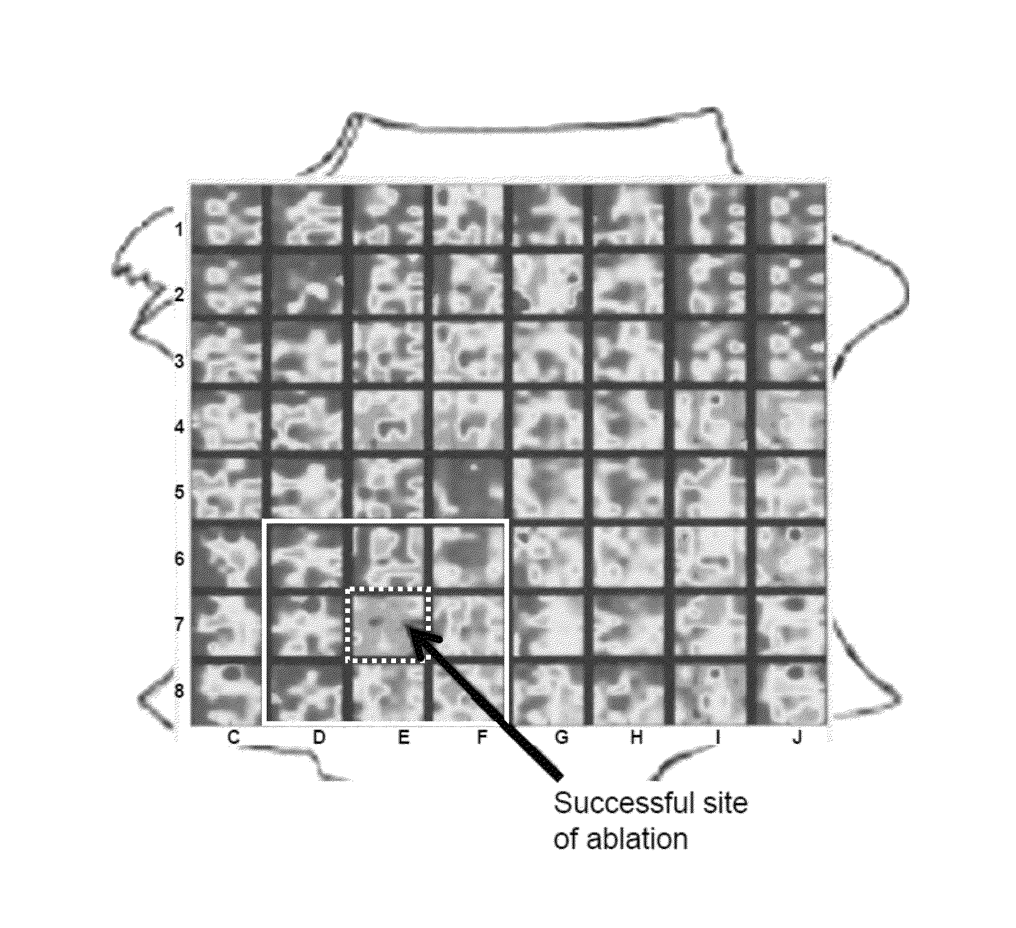 System and method of identifying sources for biological rhythms