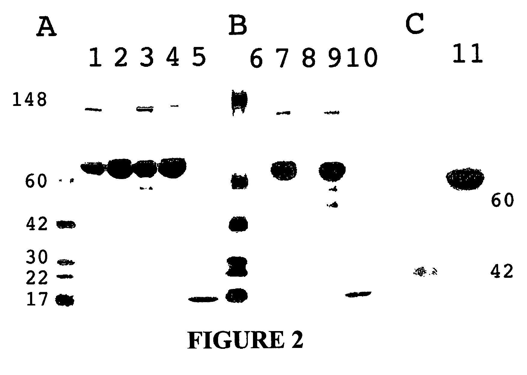 Chimeric protein comprising non-toxic <i>Pseudomonas </i>exotoxin A and Type IV pilin sequences